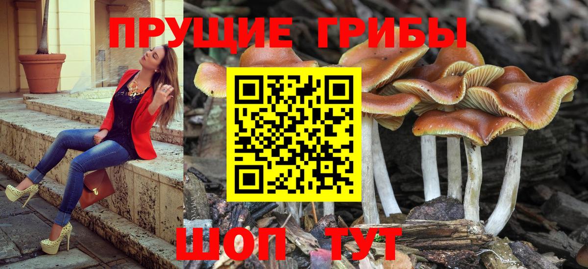Псилоцибиновые грибы Psilocybine cubensis Миасс